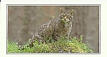 Scottish Wildcat