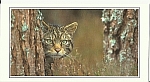 Scottish Wildcat