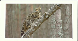 Scottish Wildcat - The Highland Tiger