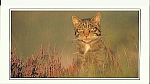 Scottish Wildcat