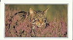 Scottish Wildcat