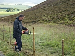 trimming the posts